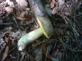 Boletus impolitus image