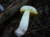 Boletus impolitus image
