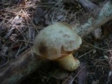 Boletus impolitus image