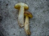 Boletus impolitus image