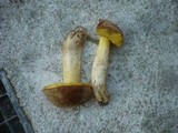 Boletus impolitus image