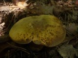 Boletus luridus image