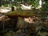 Boletus luridus image