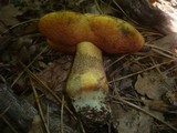 Boletus luridus image