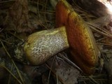 Boletus luridus image