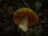 Boletus luridus image