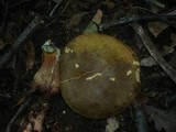 Boletus luridus image