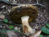 Boletus radicans image