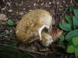 Boletus radicans image