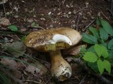 Boletus radicans image