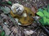 Boletus radicans image