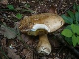 Boletus radicans image