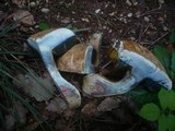 Boletus radicans image