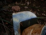 Boletus radicans image