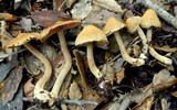 Inocybe fraudans image
