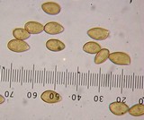 Inocybe fraudans image