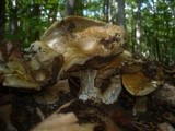 Cortinarius infractus image
