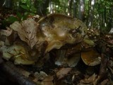 Cortinarius infractus image