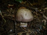 Cortinarius infractus image