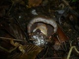 Cortinarius infractus image