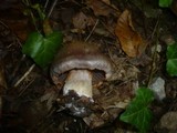 Cortinarius infractus image