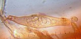 Inocybe fraudans image