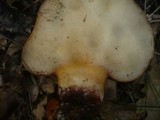 Fistulina hepatica image