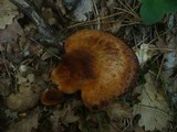 Fistulina hepatica image