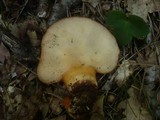 Fistulina hepatica image