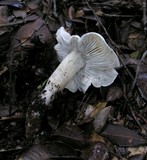 Tricholoma saponaceum image