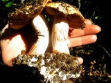 Cortinarius xanthodryophilus image