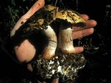 Cortinarius xanthodryophilus image