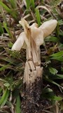 Helvella crispa image