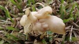 Helvella crispa image