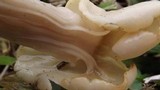Helvella crispa image