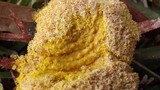 Fuligo septica image