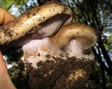 Cortinarius glaucopus image