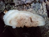 Merulius tremellosus image