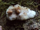 Merulius tremellosus image