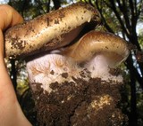 Cortinarius glaucopus image