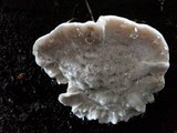 Tyromyces chioneus image
