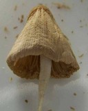 Conocybe apala image
