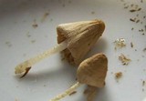 Conocybe apala image