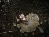 Inocybe adaequata image