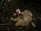 Inocybe adaequata image