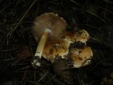 Inocybe fraudans image