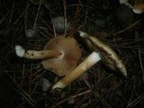 Inocybe fraudans image