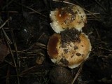 Inocybe fraudans image