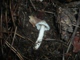 Inocybe rimosa image