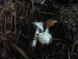 Inocybe rimosa image